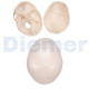 Anatomical Skull 3 Parts White